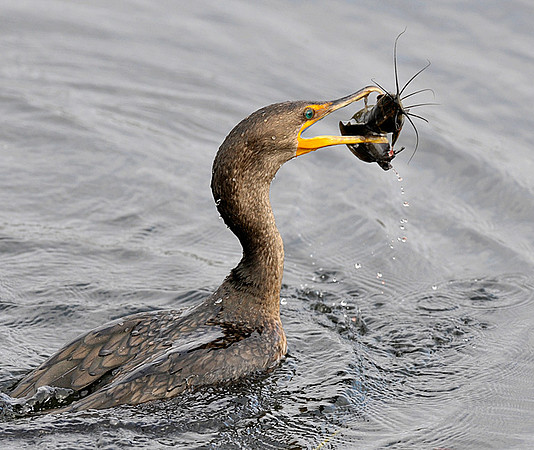 Cormorant with catch