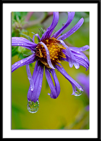 New England Aster