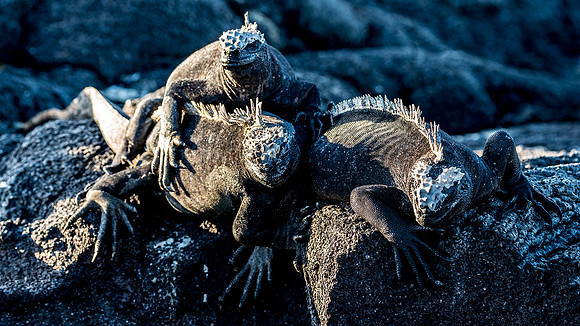 Marine Iguana