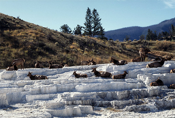 Elk on Terraces