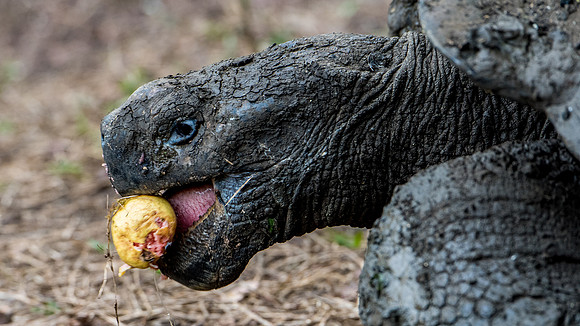 Giant Tortoise