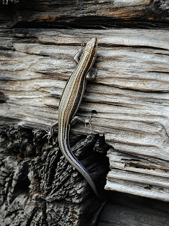 Five lined skink