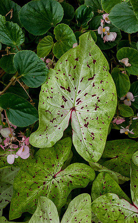 Longwood Gardens
