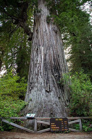 The Big Tree
