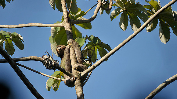 Three toed Sloth