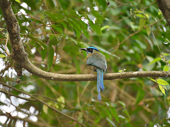 Blue Crowned Mot Mot