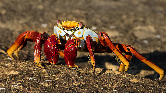 Sally Lightfoot Crab