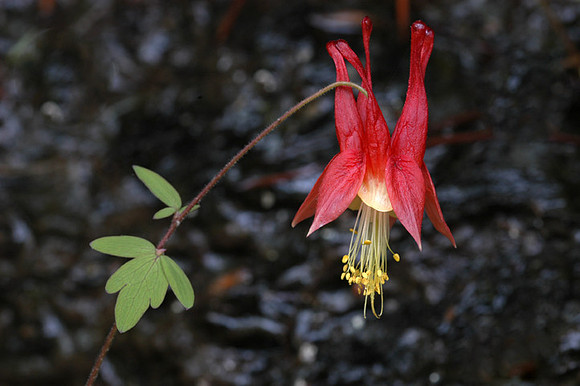 Columbine