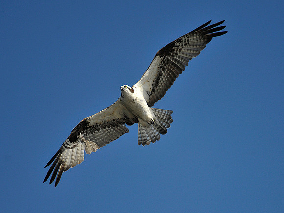 Osprey in flight