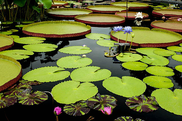 Longwood Gardens