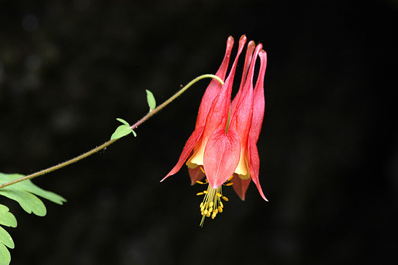 Columbine