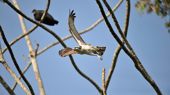 Osprey