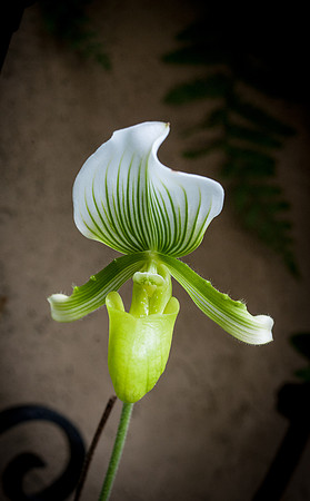 Longwood Gardens