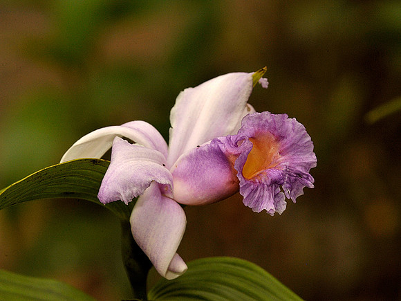 Orchid