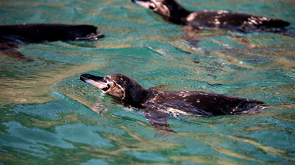 Galapagos penguins