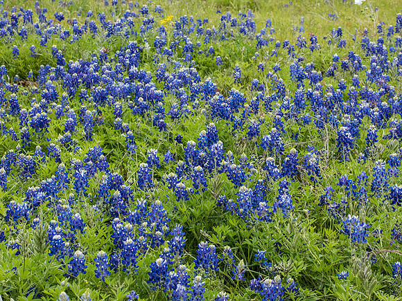 Texas Hill Country