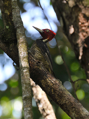 Pale-Billed Woodpecker