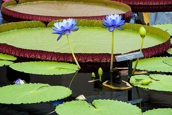 Longwood Gardens
