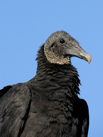 Black Vulture
