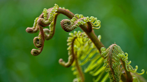 Fern
