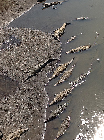 Crocodiles