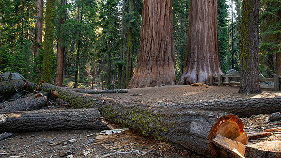 Sequoia National Park