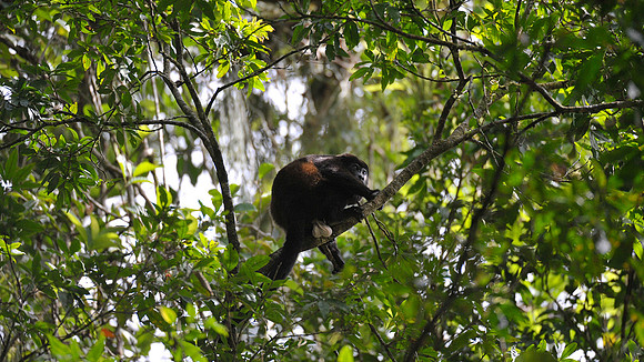 Howler Monkeys