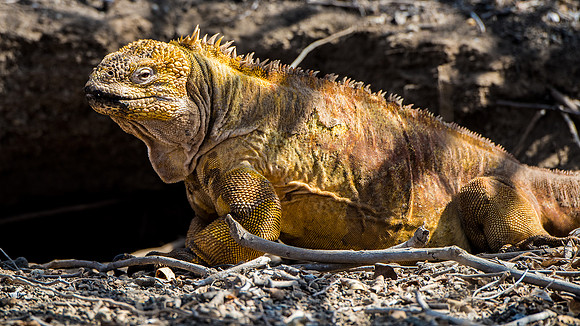 land Iguana