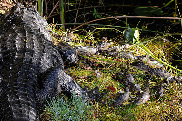 Mother and baby alligators