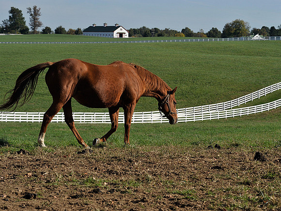 Calumet Horse farm