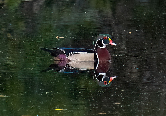 Wood Duck (male)