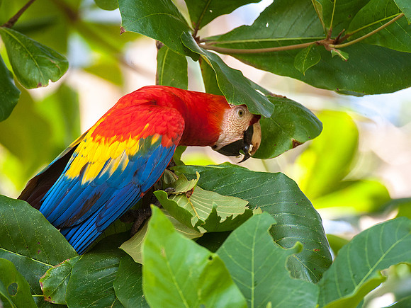 Scarlet Macaw in almond tree