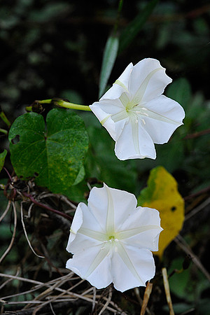 Moonflower