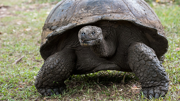 Giant Tortoise