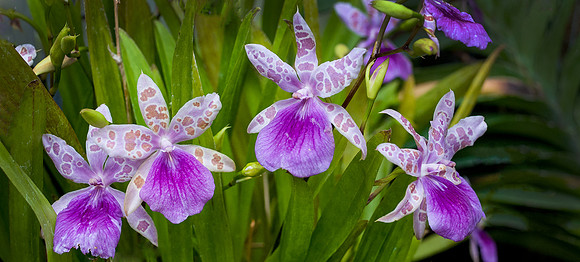 Longwood Gardens
