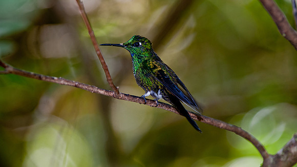 Green Crowned Brilliant Hummingbird