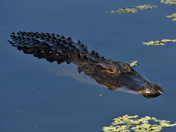 Alligator