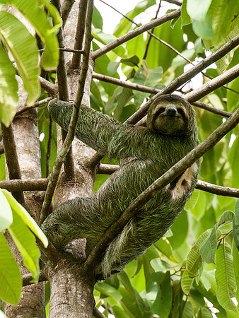 Three Toed Sloth