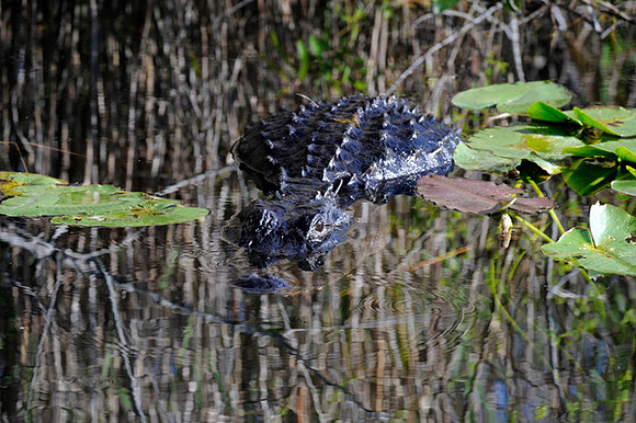 Alligator, Florida Everglades