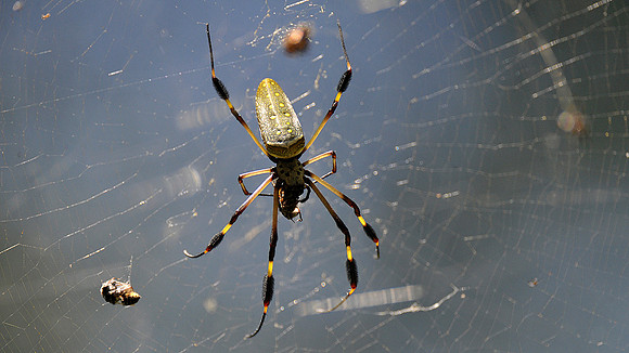 Big-Jawed Spider