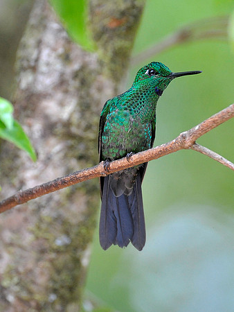 Green-Crowned Brilliant