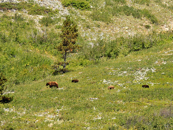 Mama Brown bear and 3 cubs