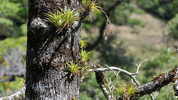 Epiphytes