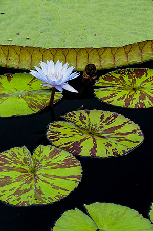 Longwood Gardens