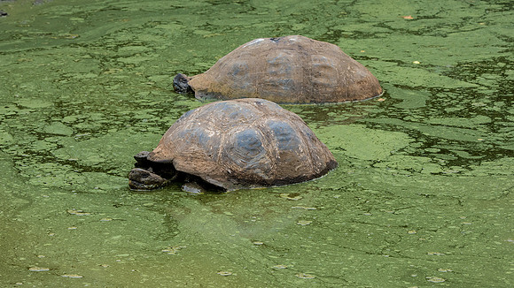 Giant Tortoise