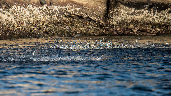 Jumping fish