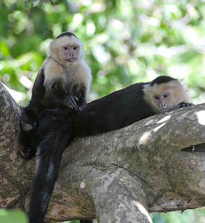 White faced Monkeys