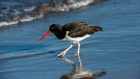 Oystercatcher