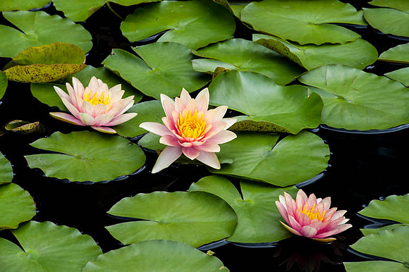 Longwood Gardens