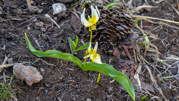 Fawn Lily